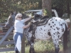 abbe-first-saddling-051406.jpg