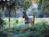 abbe-late-afternoon-sun-nov-05.jpg