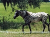 abbe-left-walk-full-070206.jpg